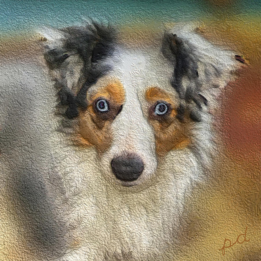 Zack - Australian Shepherd Painting by Doggy Lips