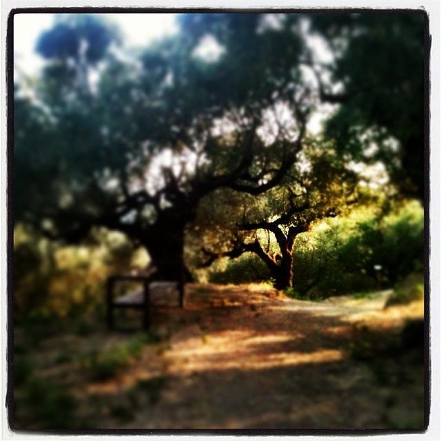 Tree Photograph - #zante #zakynthos #greece #olive #trees by Sharyn Omalley