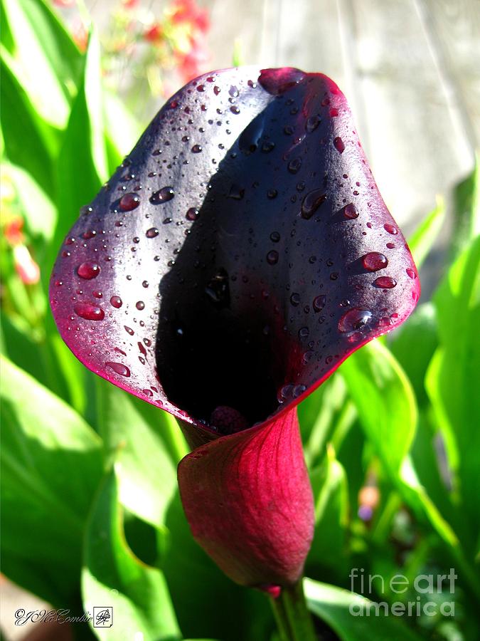 Zantedeschia named Black Forest Photograph by J McCombie