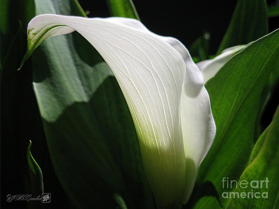 Lily Photograph - Zantedeschia named Crystal Blush by J McCombie