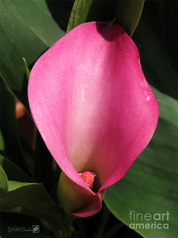 Zantedeschia named Majestic Red Photograph by J McCombie