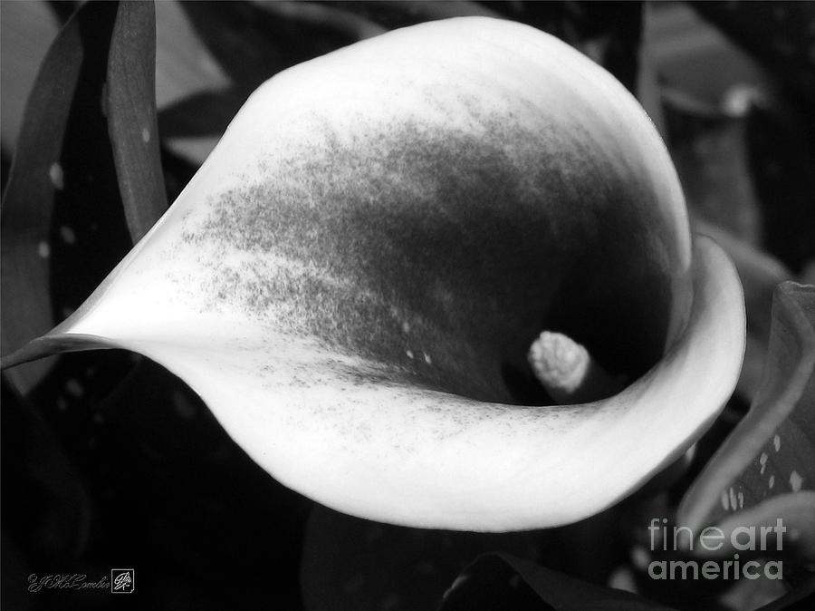 Lily Photograph - Zantedeschia named Picasso by J McCombie
