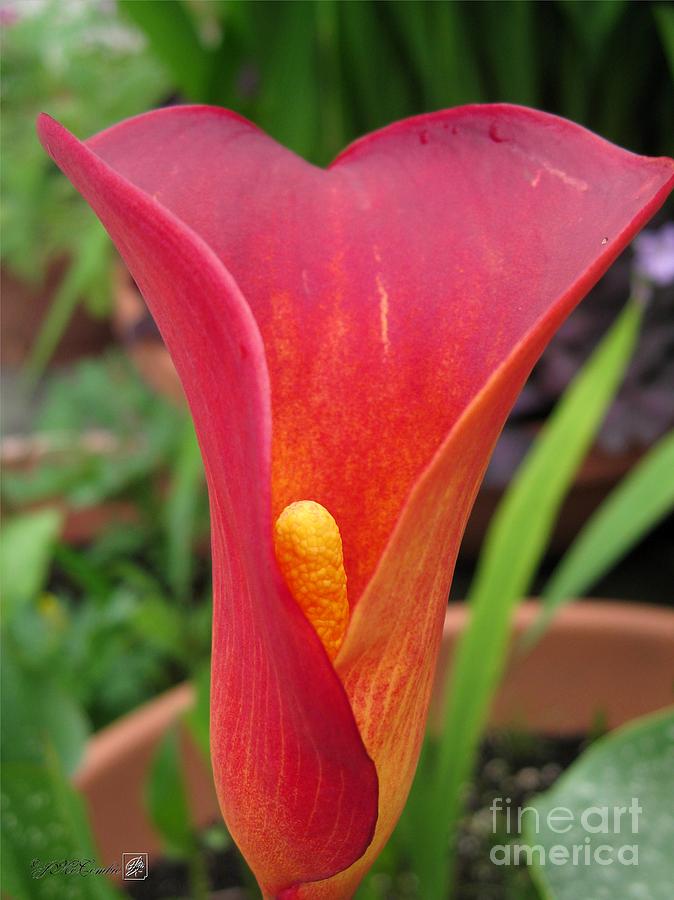 Lily Photograph - Zantedeschia named Red Sox by J McCombie