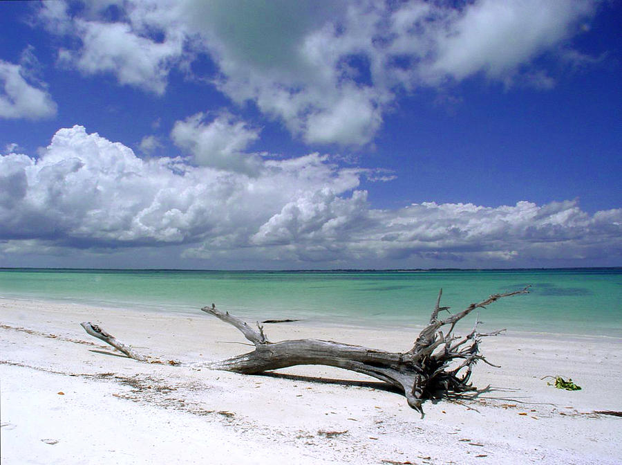 Beach Photograph - Zanzibar beach 05 by Giorgio Darrigo