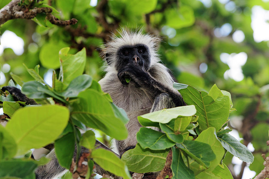 Zanzibar Red Colobus Monkey Photograph by Franz Marc Frei