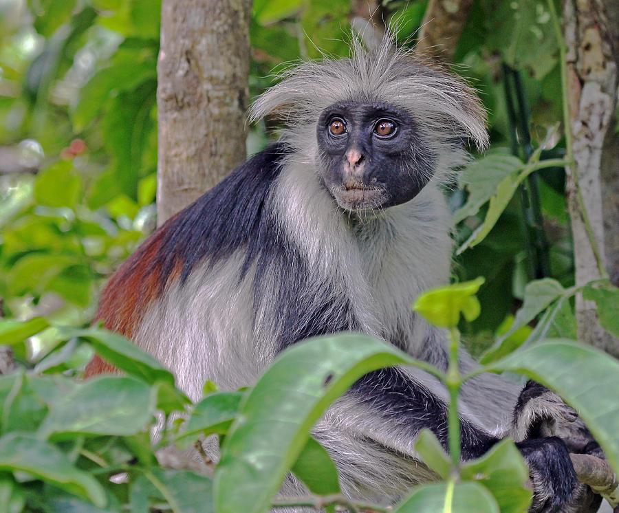 Zanzibar Red Colobus Monkey Photograph by Tony Murtagh