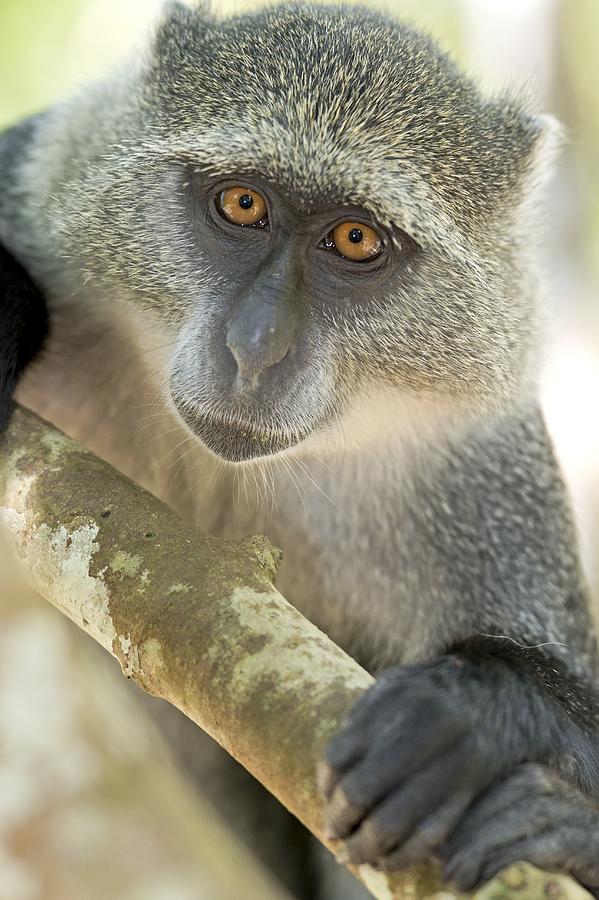 Wildlife Photograph - Zanzibar Sykes Monkey by Tony Camacho