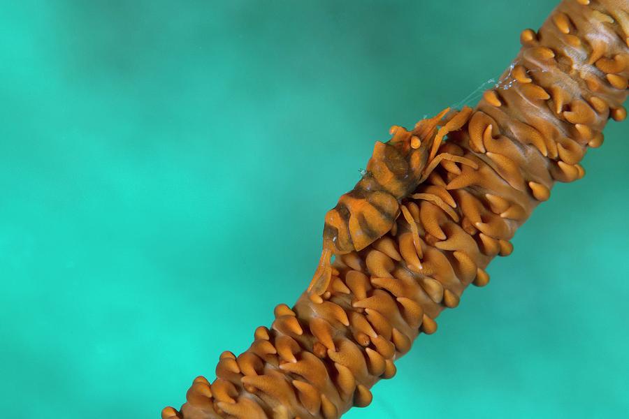 Zanzibar Whip Coral Shrimp Photograph by Louise Murray/science Photo Library