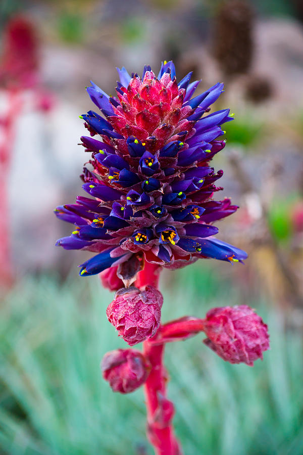 Zapallar Flower Photograph by Kent Nancollas