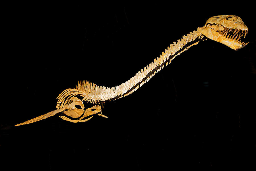 Zarafasaura Oceanis, Fossil Photograph by Millard H. Sharp - Fine Art ...