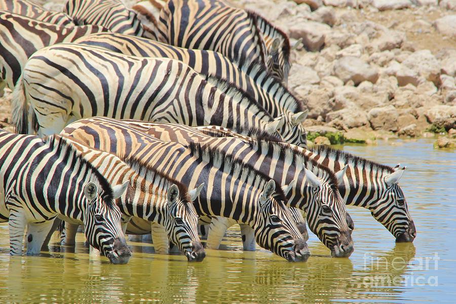 Zebra - Lined Up Drink Photograph