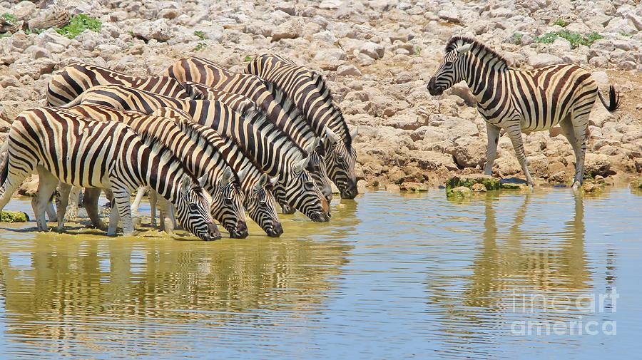 Zebra - Water Is Life Photograph