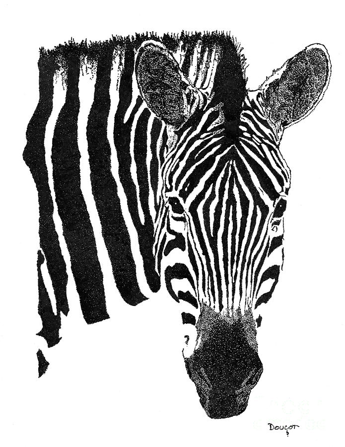 Zebra 1 Drawing by David Doucot