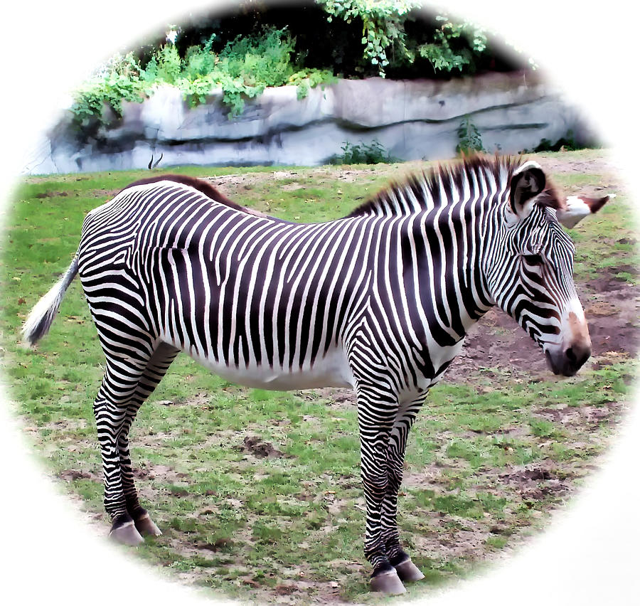 Zebra 1 Photograph by Dawn Eshelman