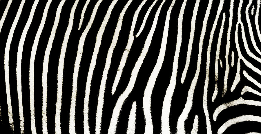 Zebra Abstract Photograph by Jenny Rainbow
