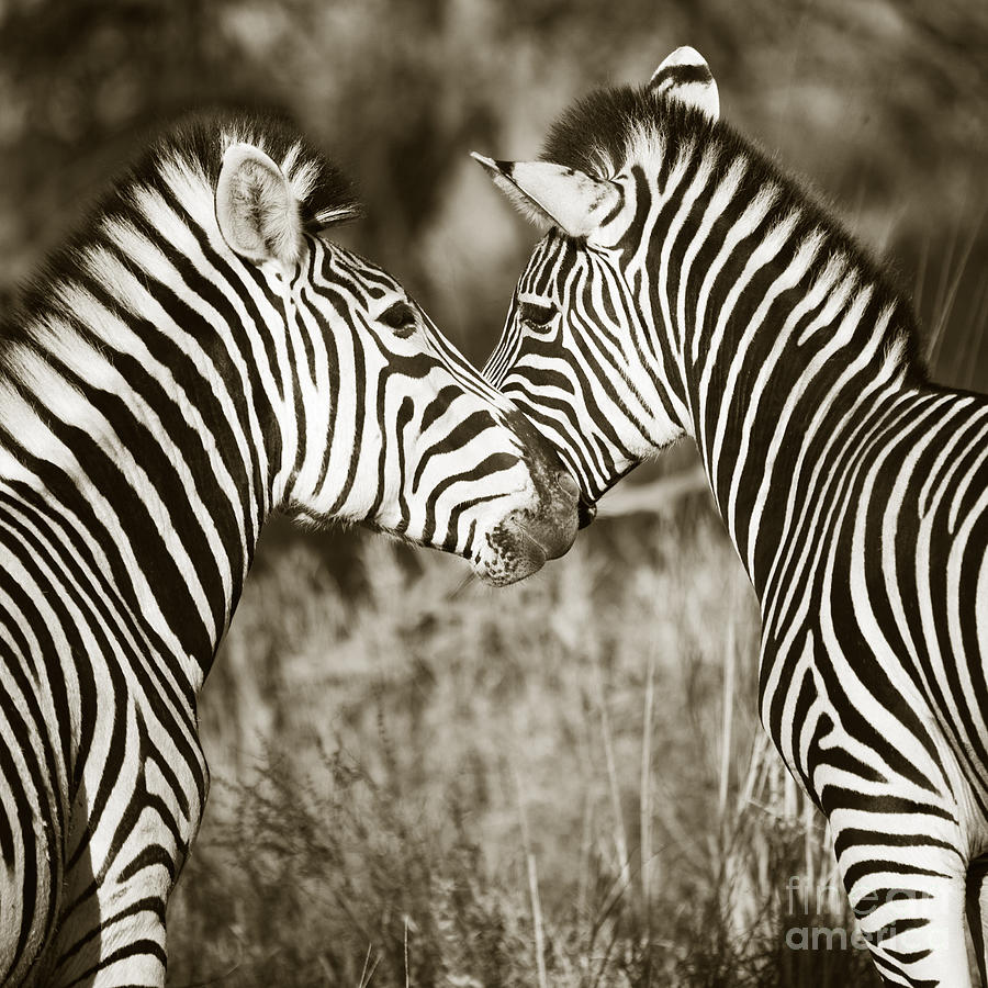 Zebra affection Photograph by Liz Leyden