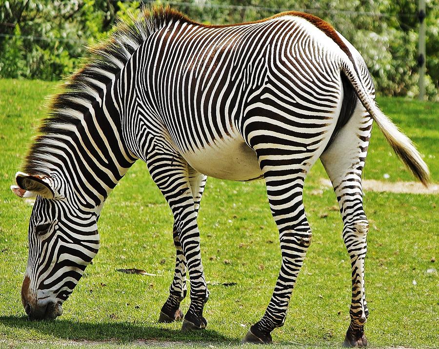 Animal Photograph - Zebra by Al Fritz