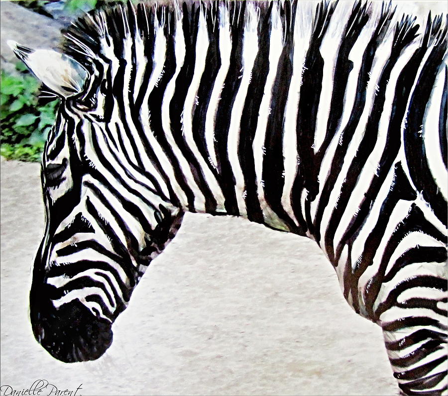 Zebra Alcohol Inks by Danielle Parent Zebra Alcohol Inks by Danielle Parent