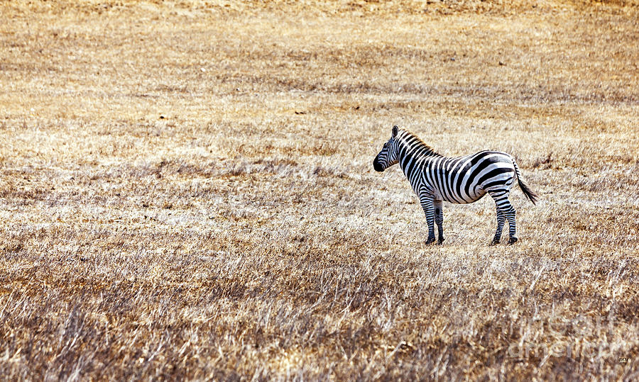 Zebra-Alone in a Field Photograph by David Millenheft