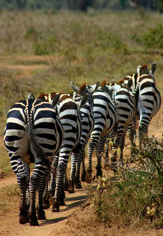 Zebra Photograph by Amanda Stadther