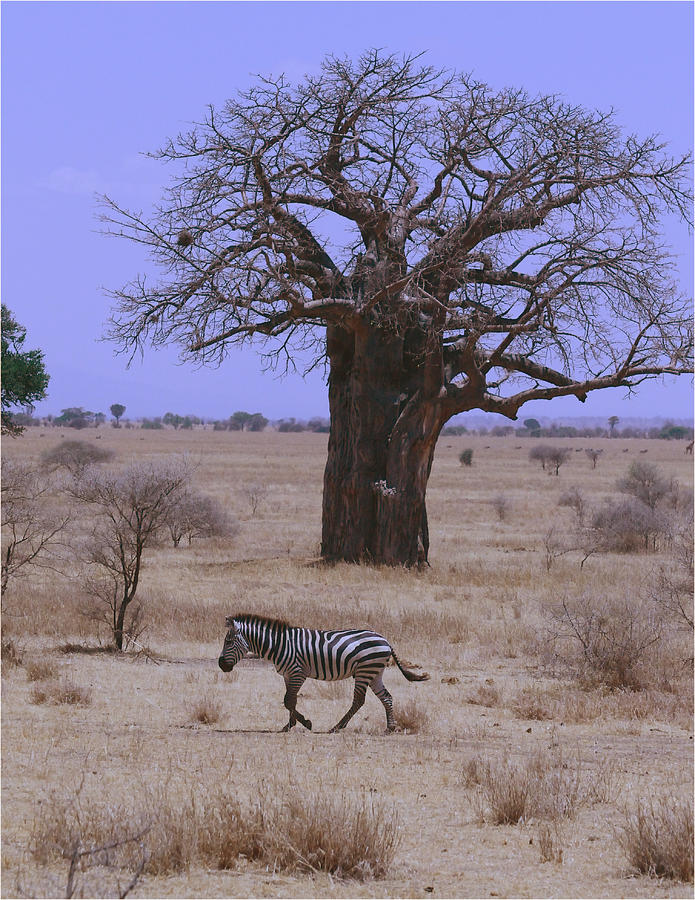 Zebra and Baobab Tree Photograph by Tom Wurl