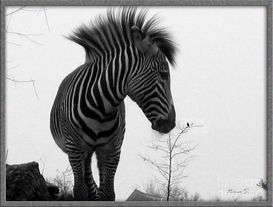 Zebra and Bird Photograph by Nina Silver
