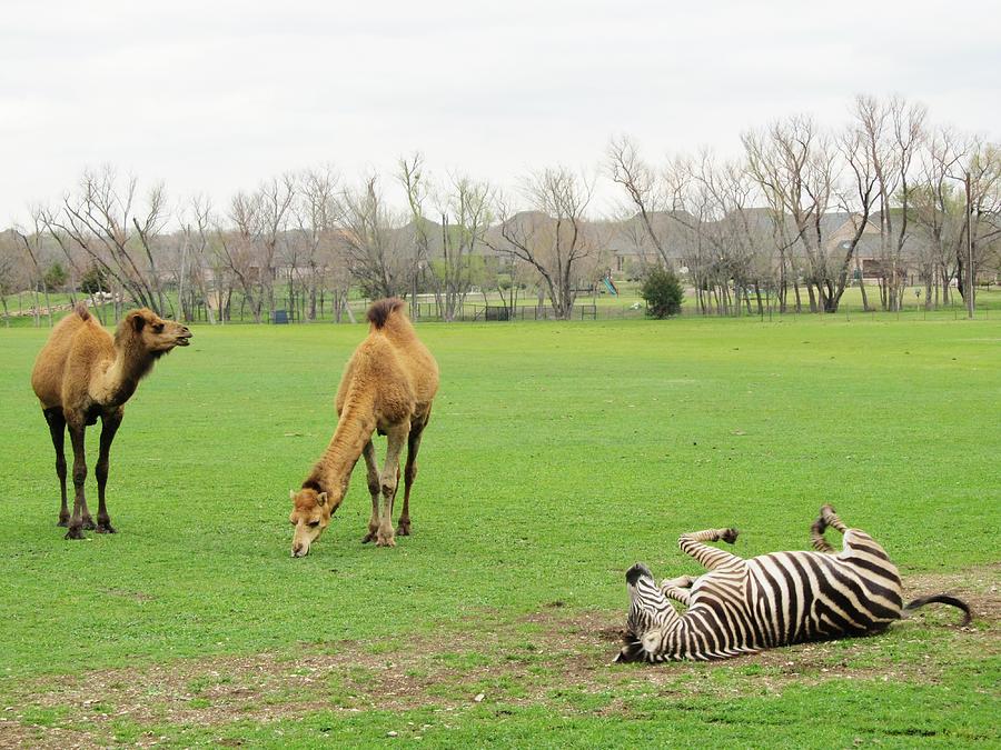 Zebra and Camel Fun Photograph by Donna Wilson - Fine Art America