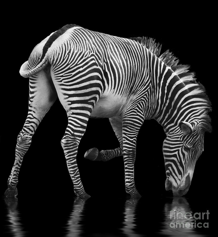 Zebra and the Mill Pond II Photograph by Sheila Laurens