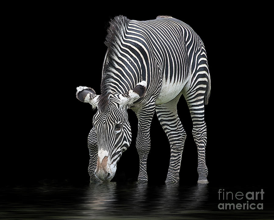 Zebra and the Mill Pond Photograph by Sheila Laurens