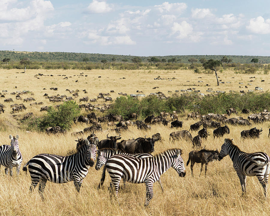 Zebra And Wildebeest Photograph by Stephen DeVries | Fine Art America