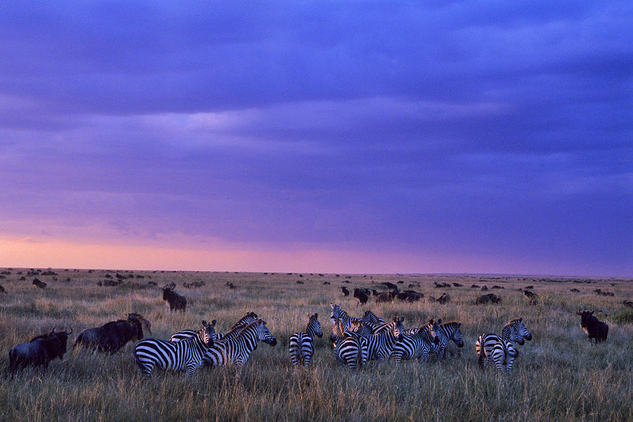 Zebra And Wildebeest Photograph by Thomas And Pat Leeson