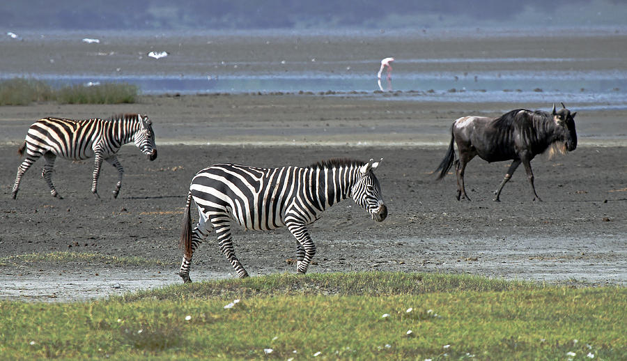 Wildlife Photograph - Zebra and Wildebeest by Tony Murtagh