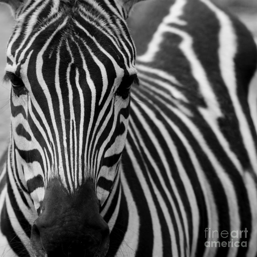 Zebra Photograph by Andreas Berheide - Fine Art America