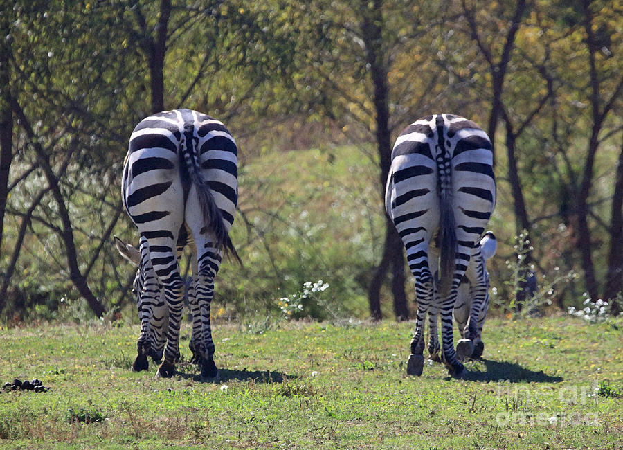 Zebra Asses Photograph by Mary Haber