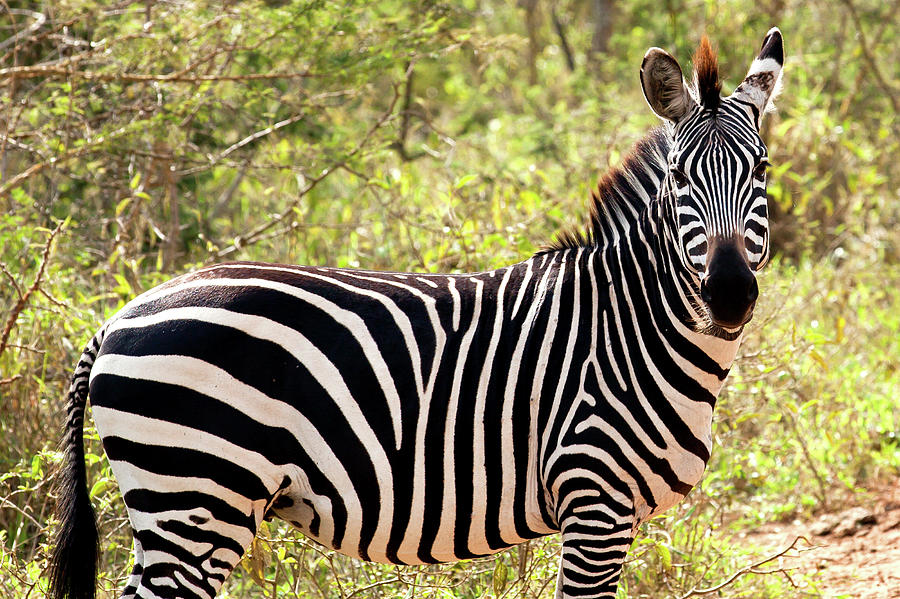 Zebra At Lake Mburo National Park Photograph by 1001slide