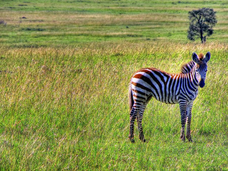 Zebra at Masai Mara Game reserve Kenya Photograph by Paul James Bannerman