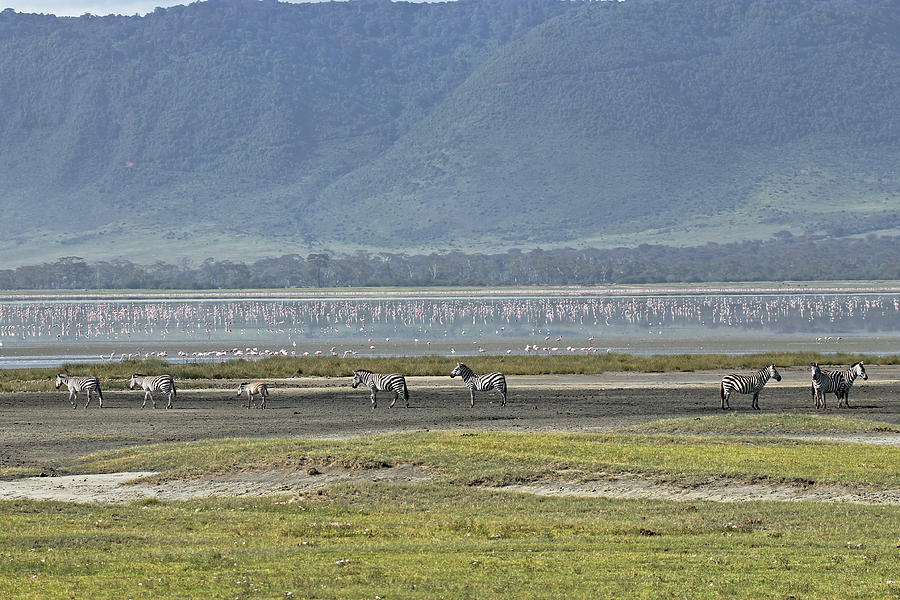 Zebra at Ngorongoro Photograph by Tony Murtagh