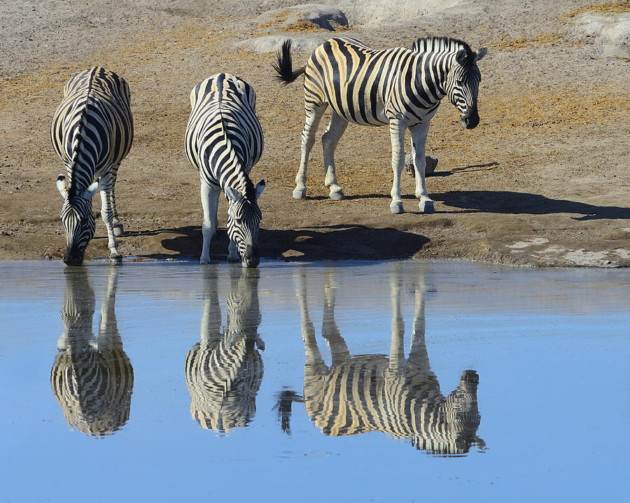 Zebra at the Watering Hole Photograph by Tony Beck