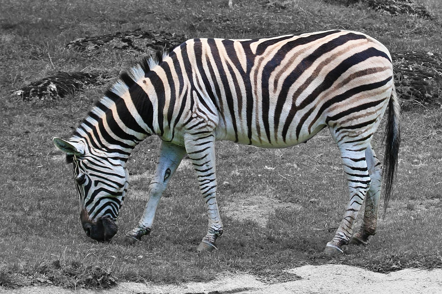 Zebra Photograph by Athena Mckinzie