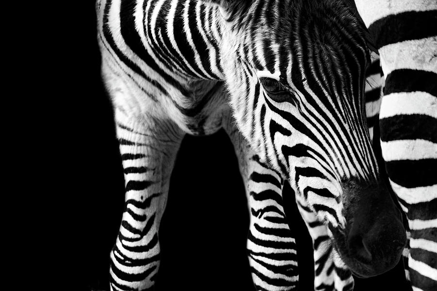Zebra Baby Photograph by Bhawika Nana Photography