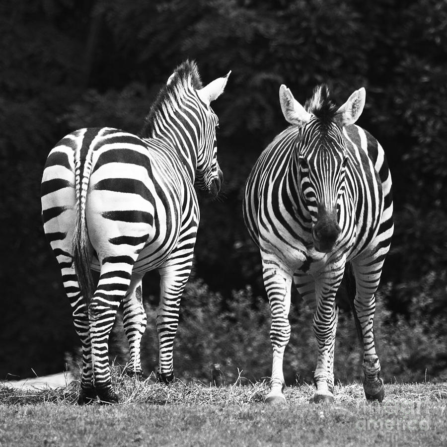 Zebra Back and Front Photograph by Sonya Lang