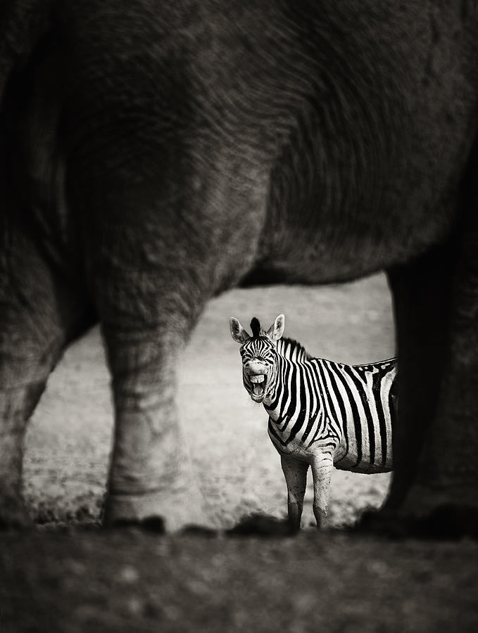 Zebra barking Photograph by Johan Swanepoel