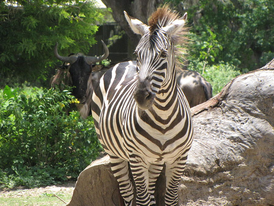 Zebra Photograph by Beth Vincent