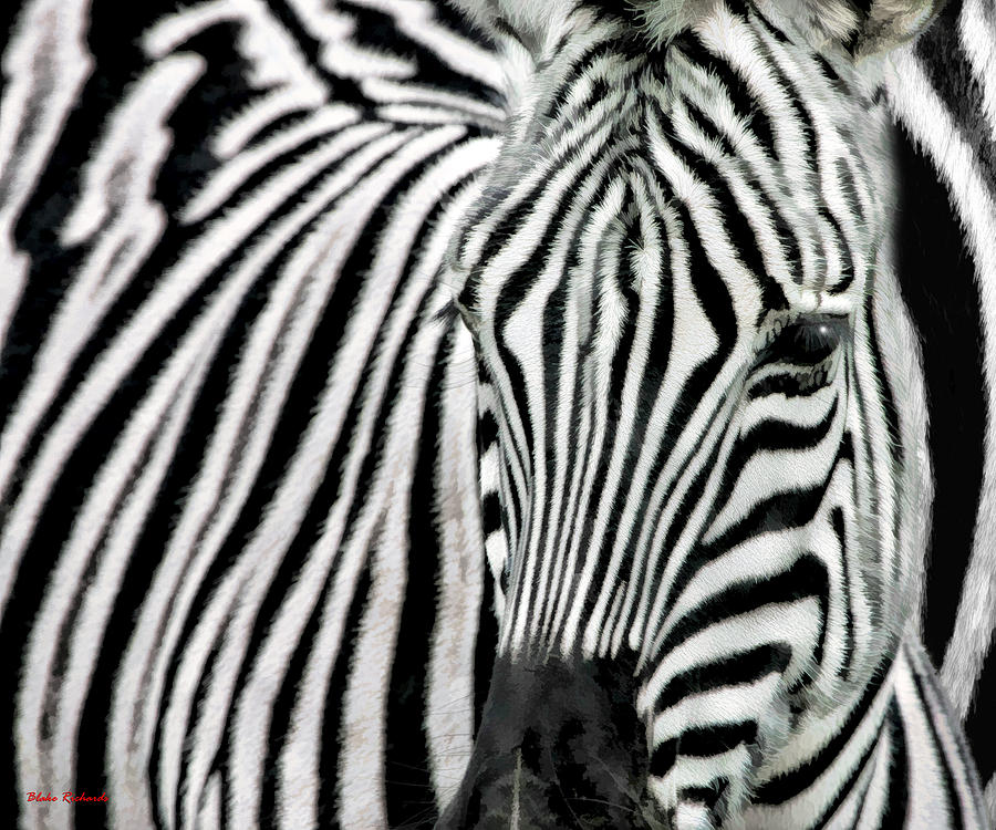 Zebra  Photograph by Blake Richards