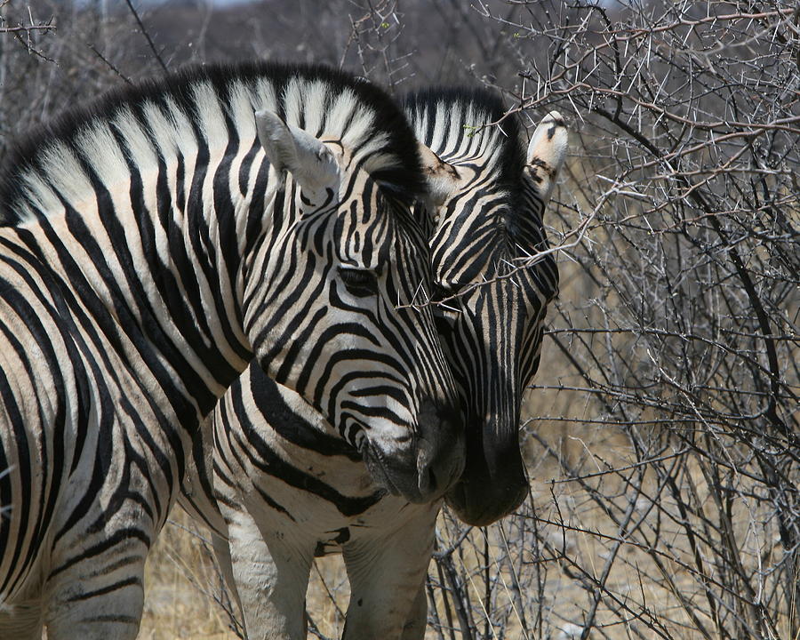 Zebra Bonding Photograph by Bruce J Robinson