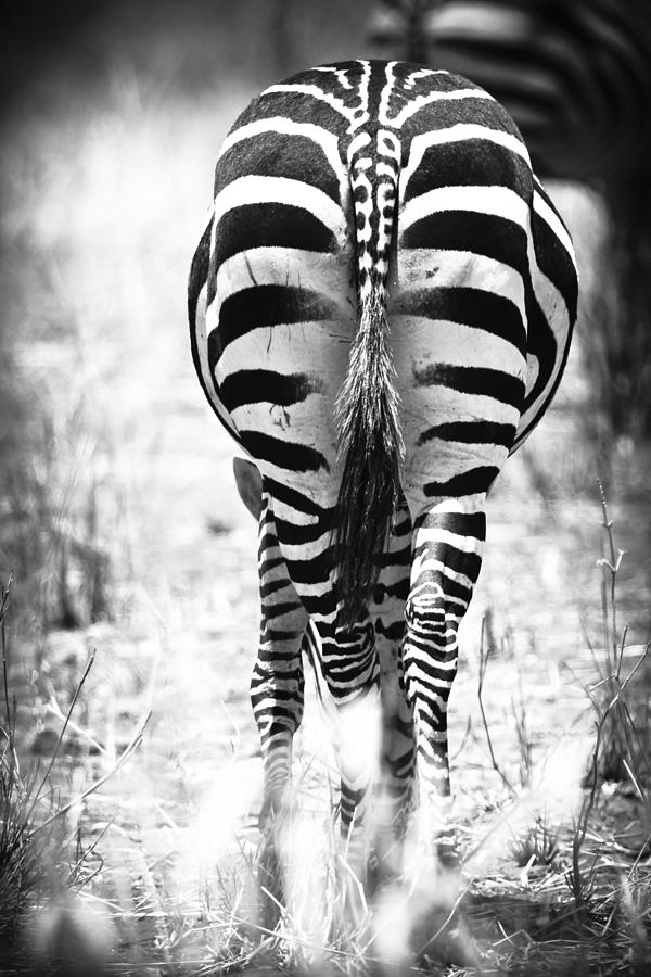 Zebra Butt Photograph by Adam Romanowicz