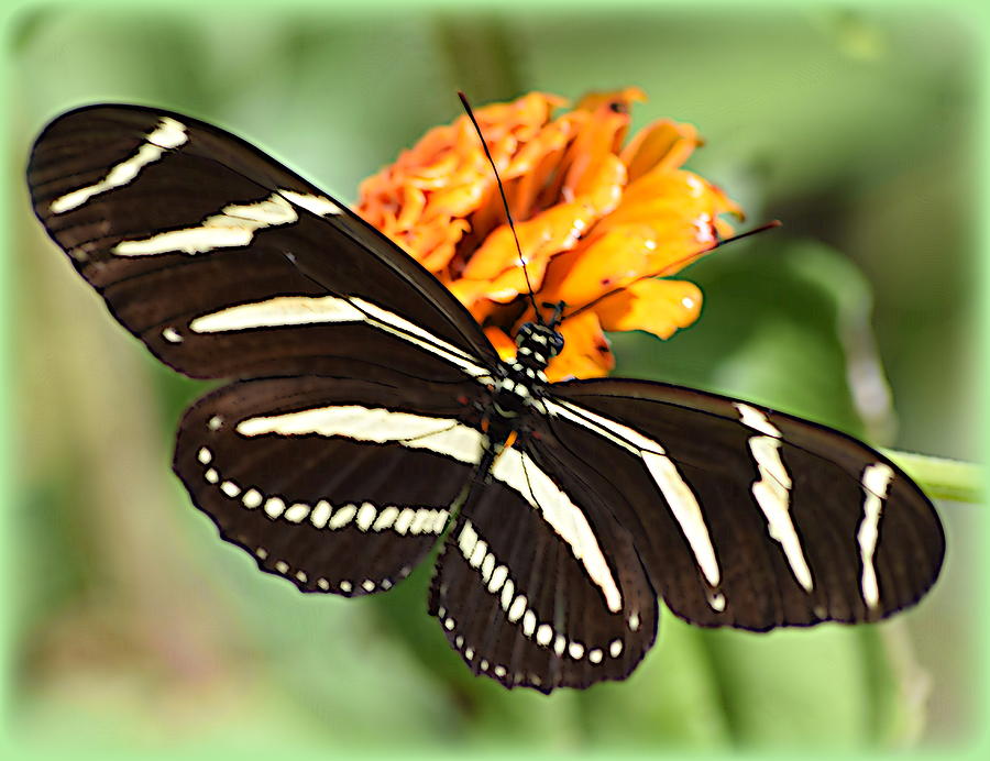 Zebra Butterfly Beauty 1 Photograph by Sheri McLeroy