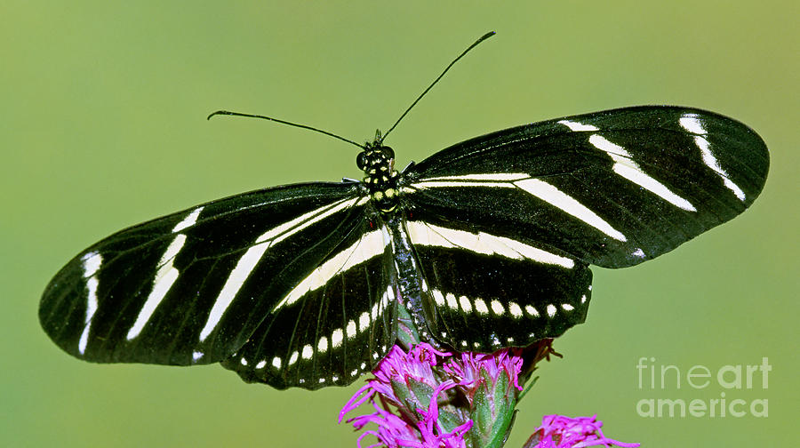 Zebra Butterfly Heliconius Charitonius Photograph by Millard H. Sharp