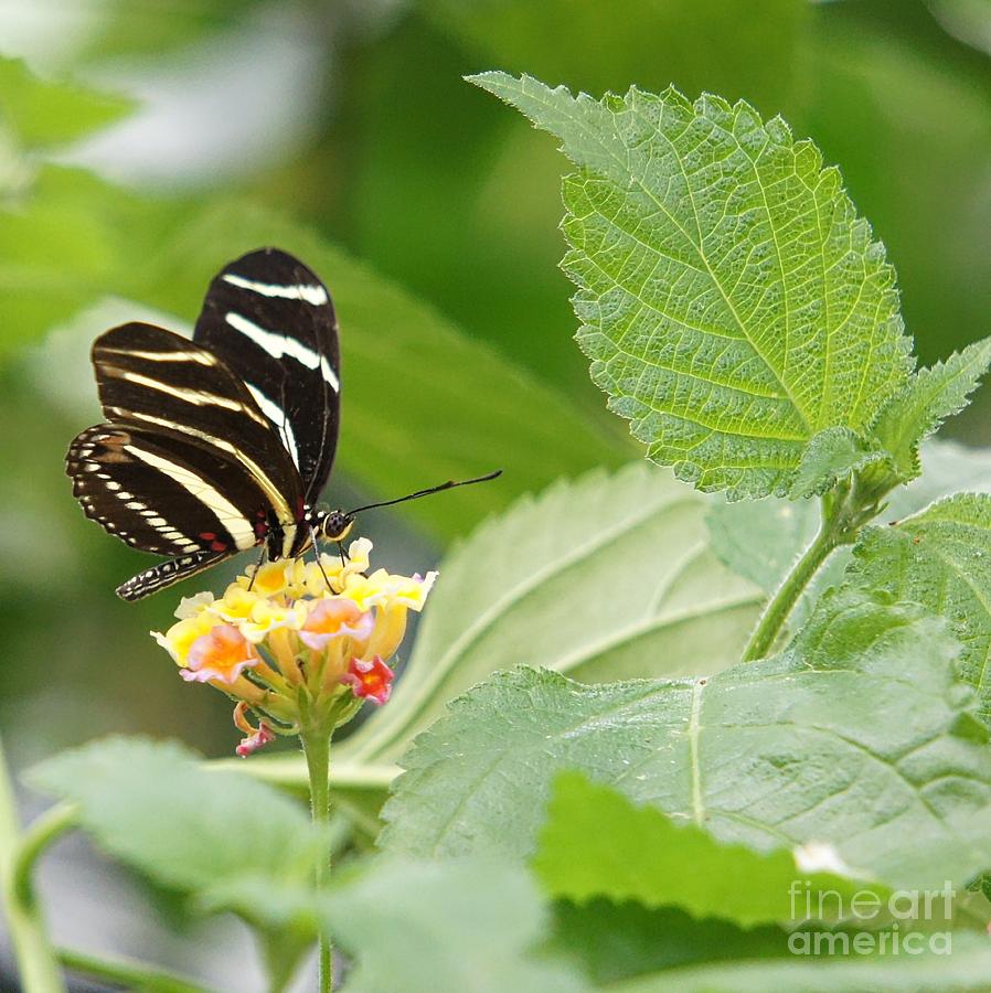Zebra Butterfly Photograph by Lilliana Mendez