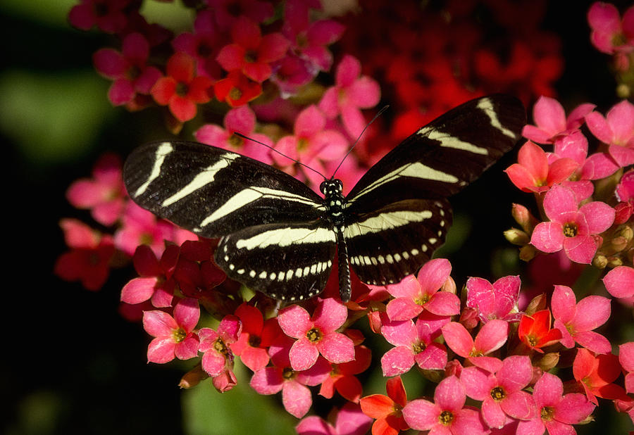 Zebra Butterfly on Pink Flowers  Photograph by Saija Lehtonen